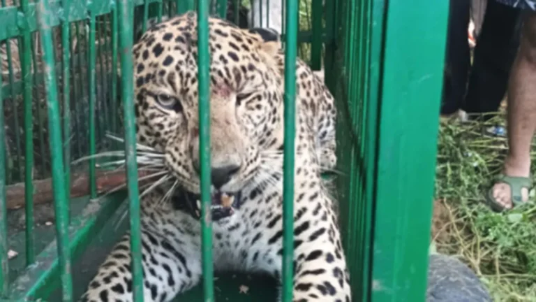 leopard-in-cage-1767171643914