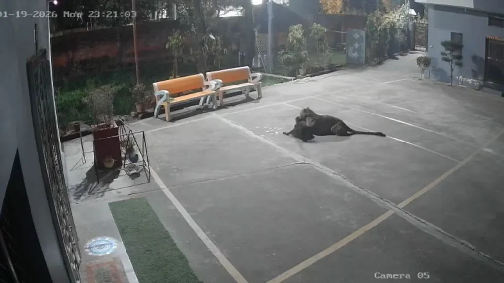 उत्तराखंड: रामनगर में भाजपा नेता के घर के बाहर गुलदार का आतंक, पालतू कुत्ते को बनाया शिकार, CCTV में कैद वारदात