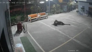 उत्तराखंड: रामनगर में भाजपा नेता के घर के बाहर गुलदार का आतंक, पालतू कुत्ते को बनाया शिकार, CCTV में कैद वारदात